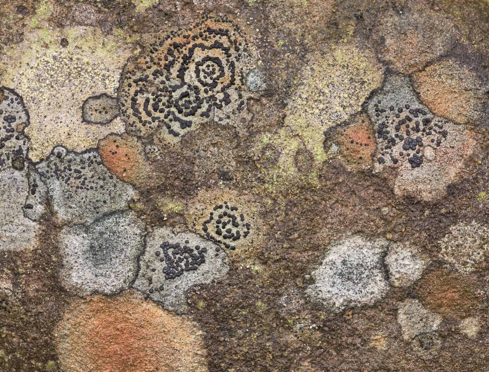 Lichen Patterns