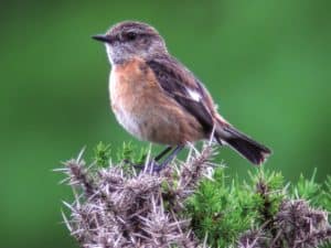 Sparrow Identification Chart