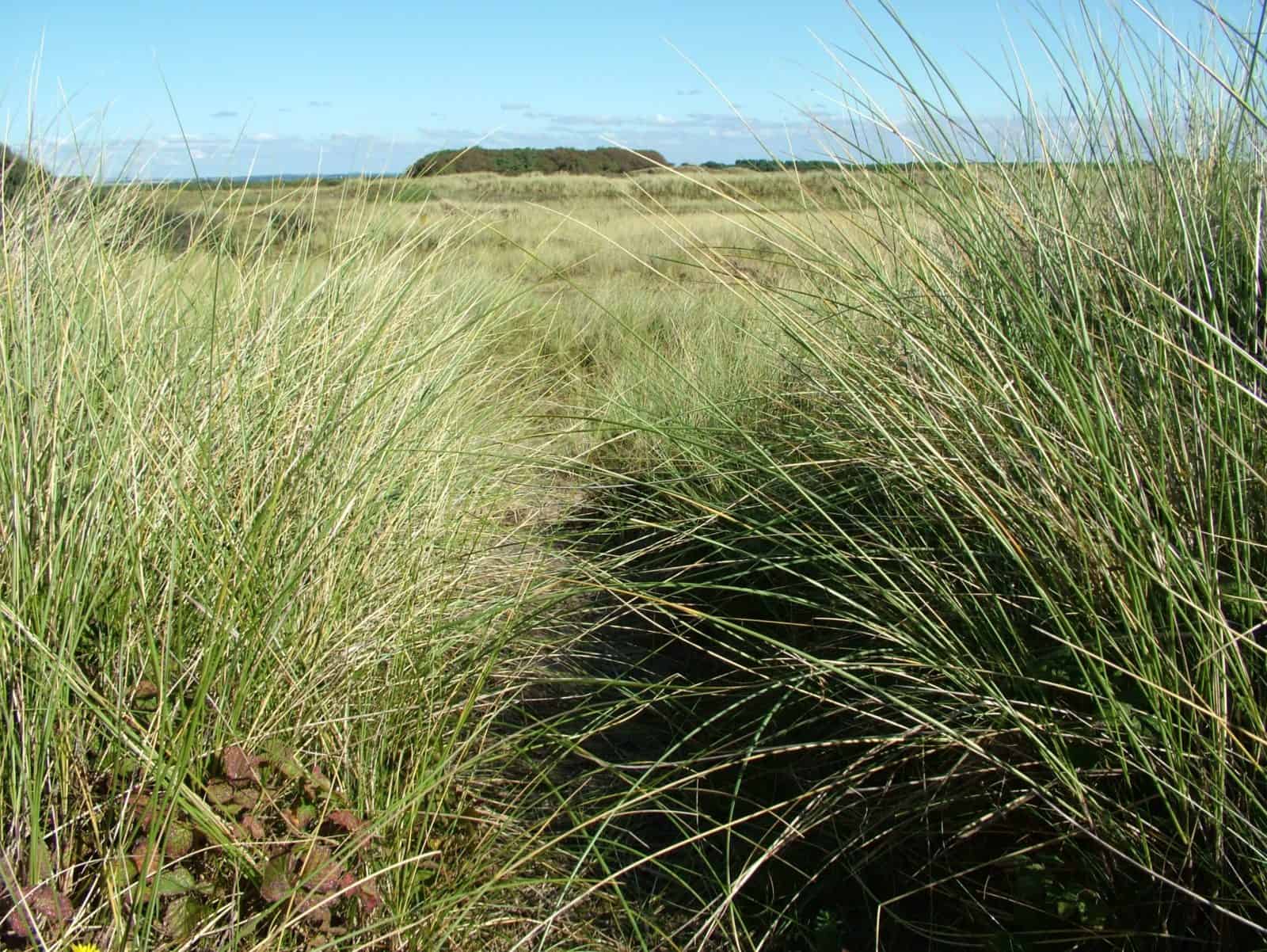 Sand dune plants Field Studies Council
