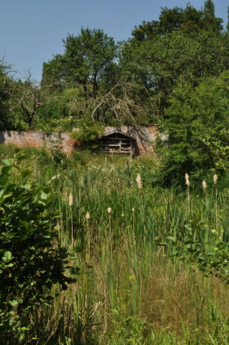 view of pond plants and bee hotel