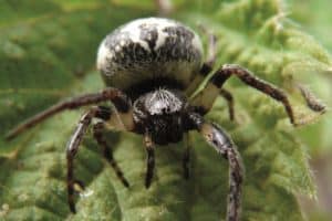 Close up of a spider