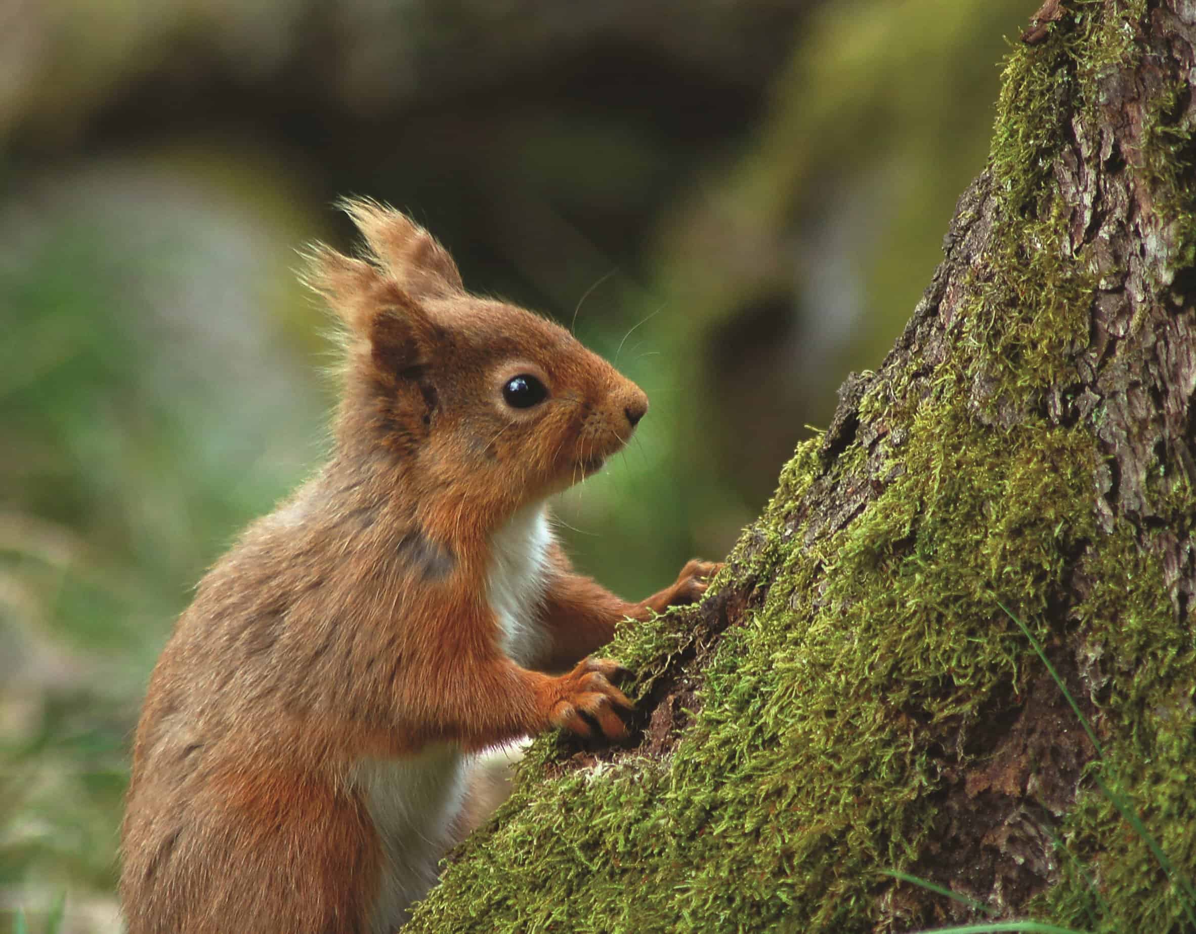 Standing Red Squirrel on a tree trunk