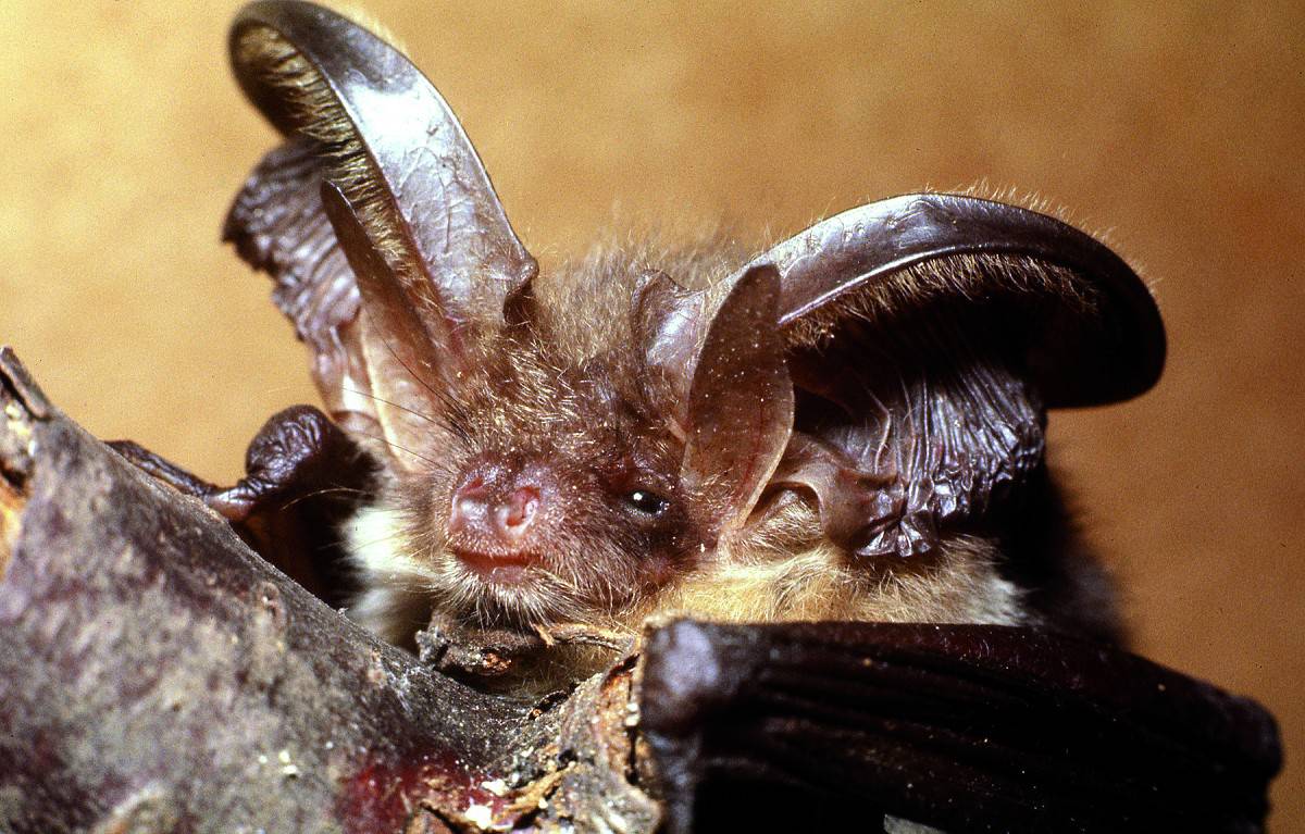 bat