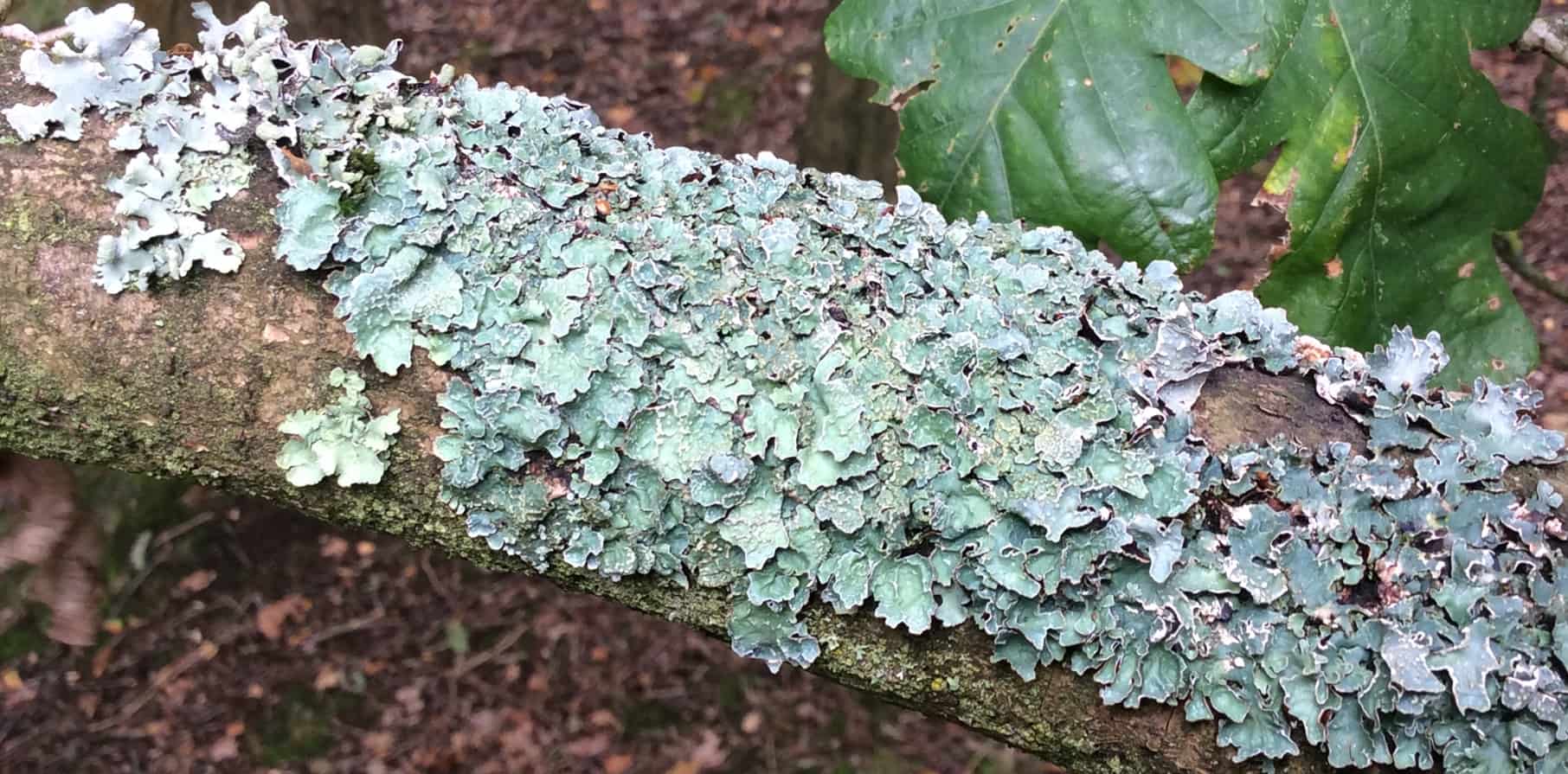 Green lichen on dead wood