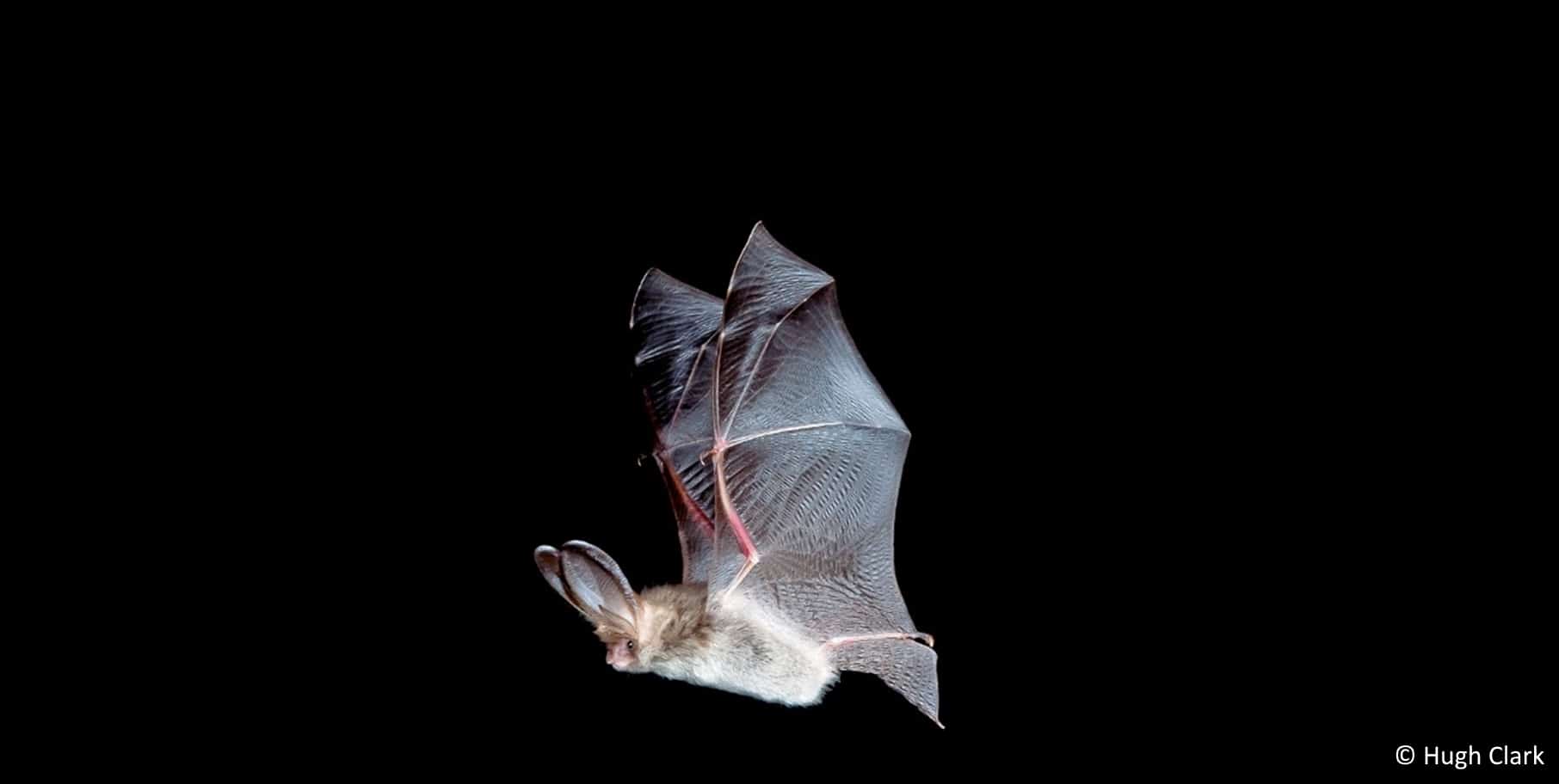 Identification of Bats MMU Field Studies Council