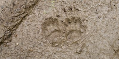 badger tracks
