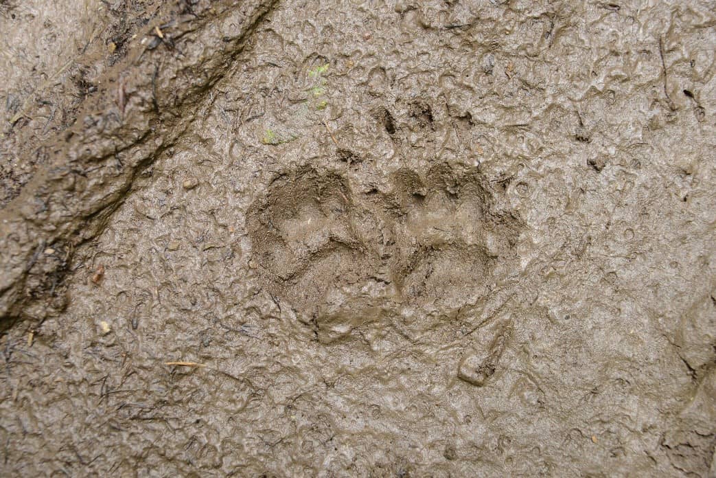 Badger tracks left in mud