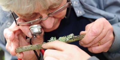 Pat Wolseley looking at lichens in habitats