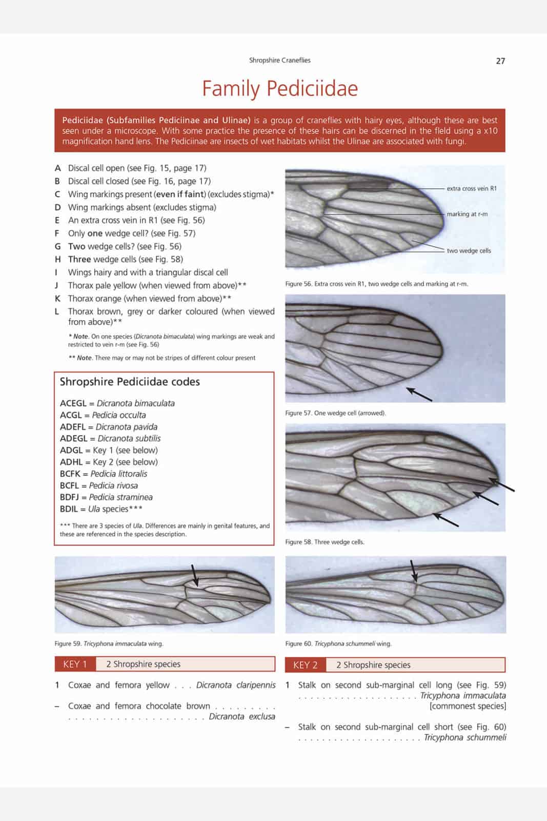Cranefly identification