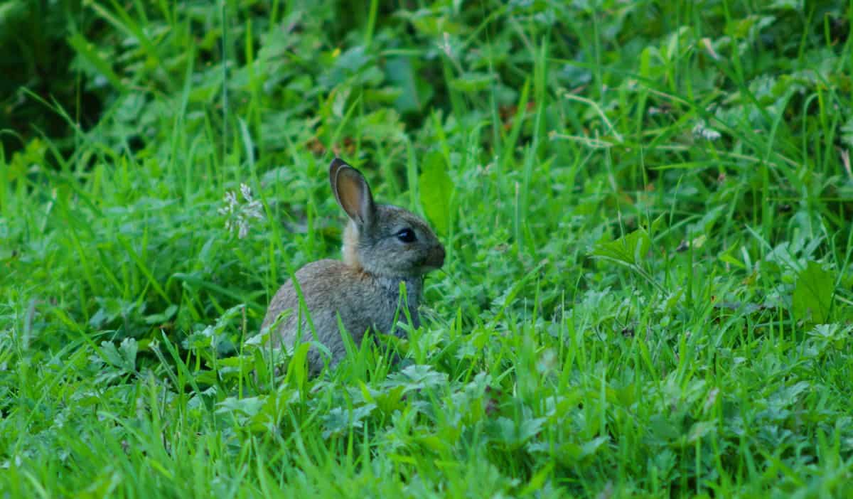 rabbit