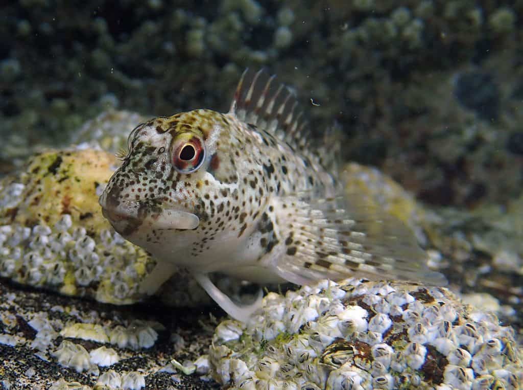 underwater photography