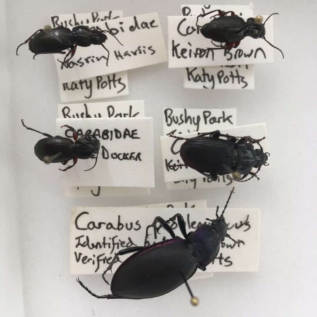 Carabid Beetles from Bushy Park