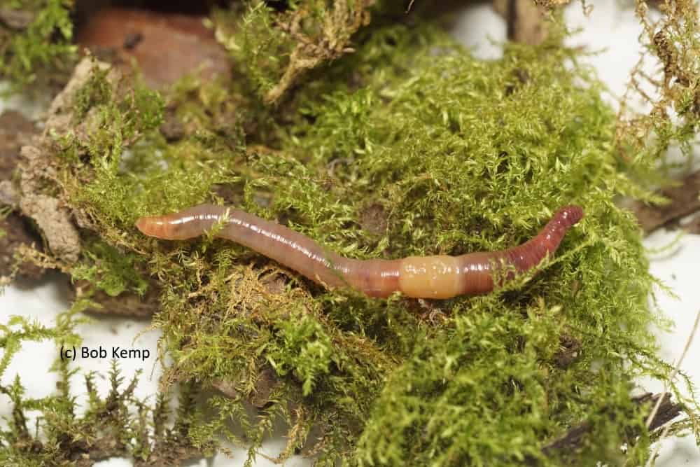 earthworm wriggling