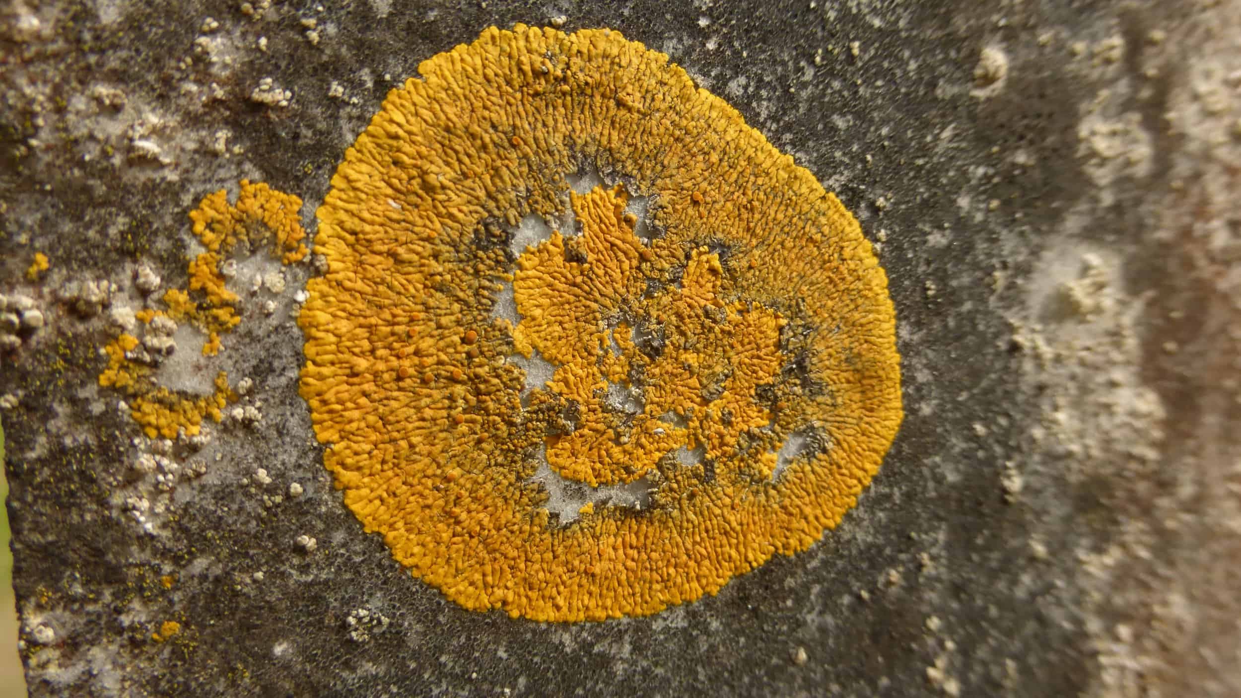 Yellow lichen from a lichen course