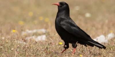 Chough taken by Annie Haycock