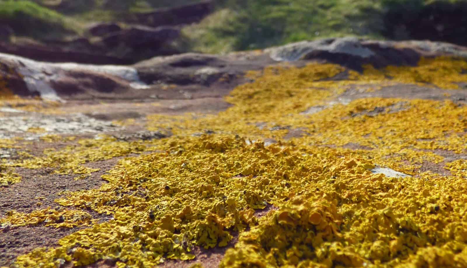 yellow coastal lichen on rocks