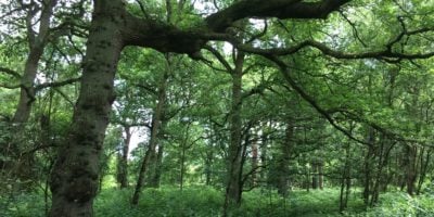 Trees at Bishops Wood