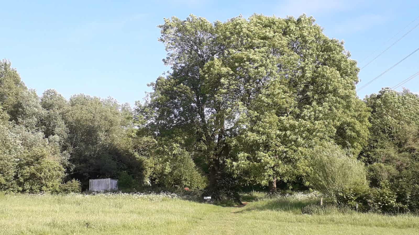 Large ash at Orielton