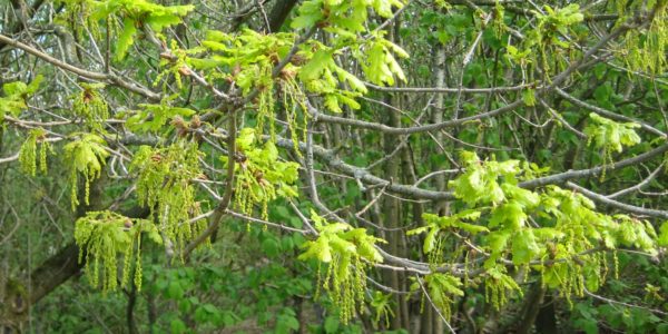 Oak in flower at Orielton