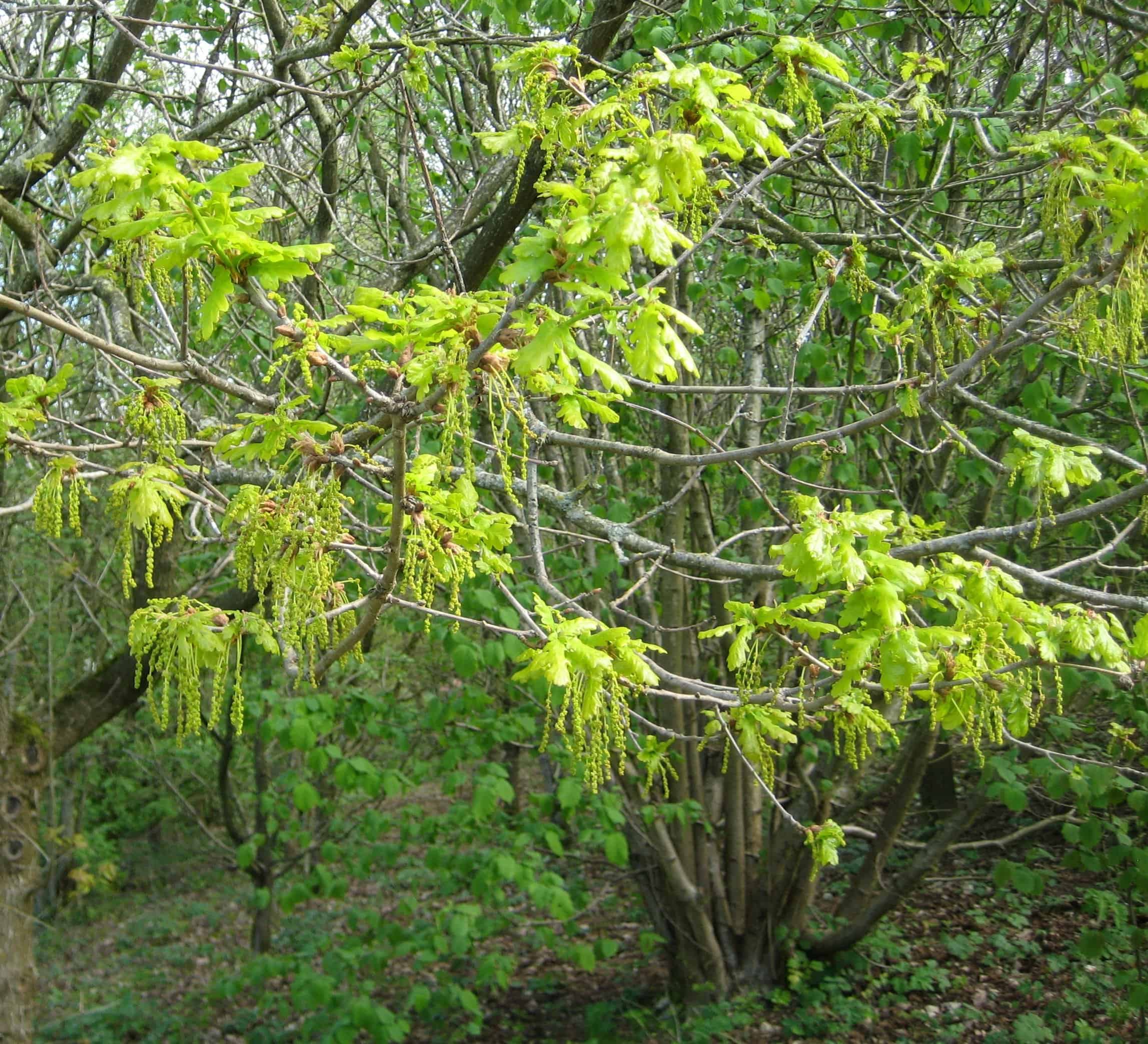 Oak in flower at Orielton