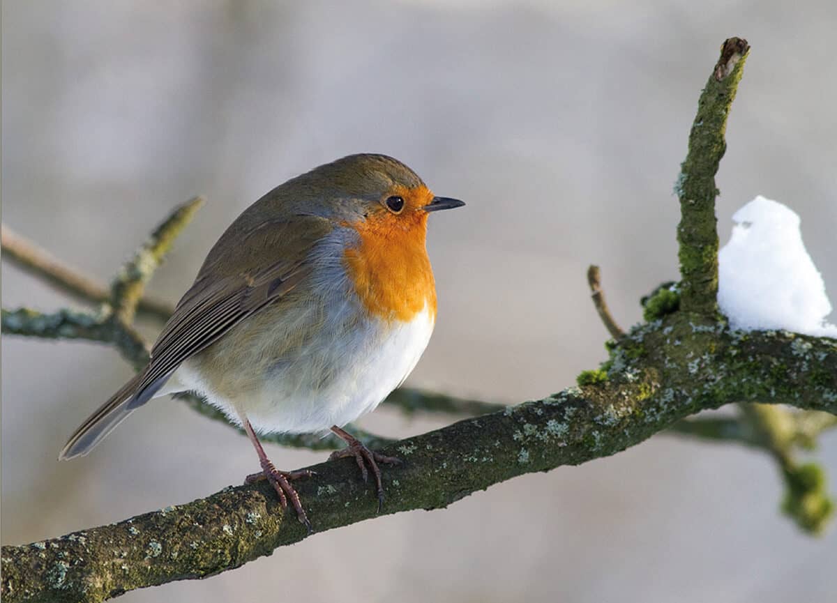 Robin on a branch