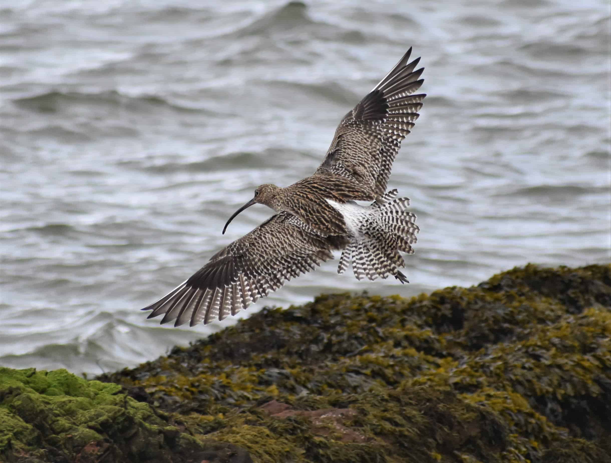 Coastal Bird flying from land