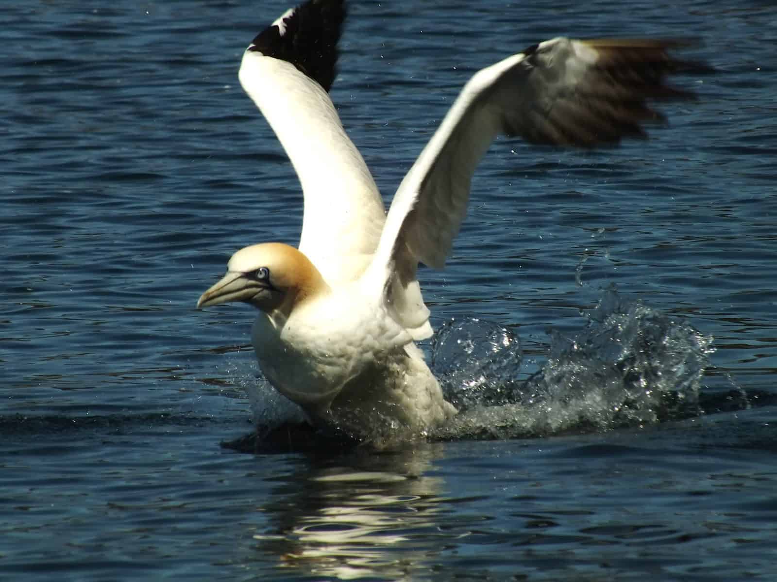Sea bird landing on water