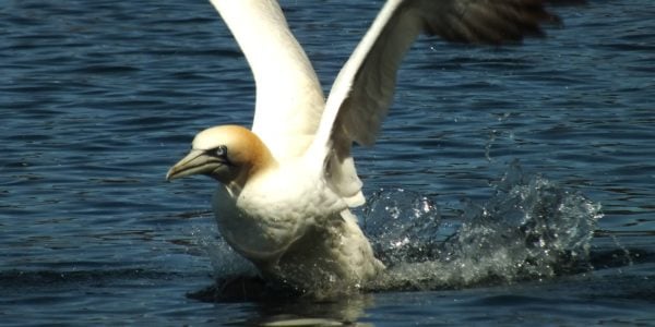 Sea bird landing on water