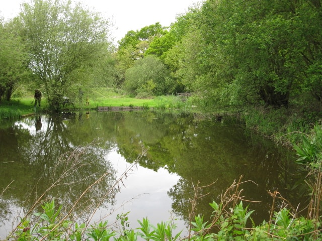 Freshwater habitat at Bushy Park