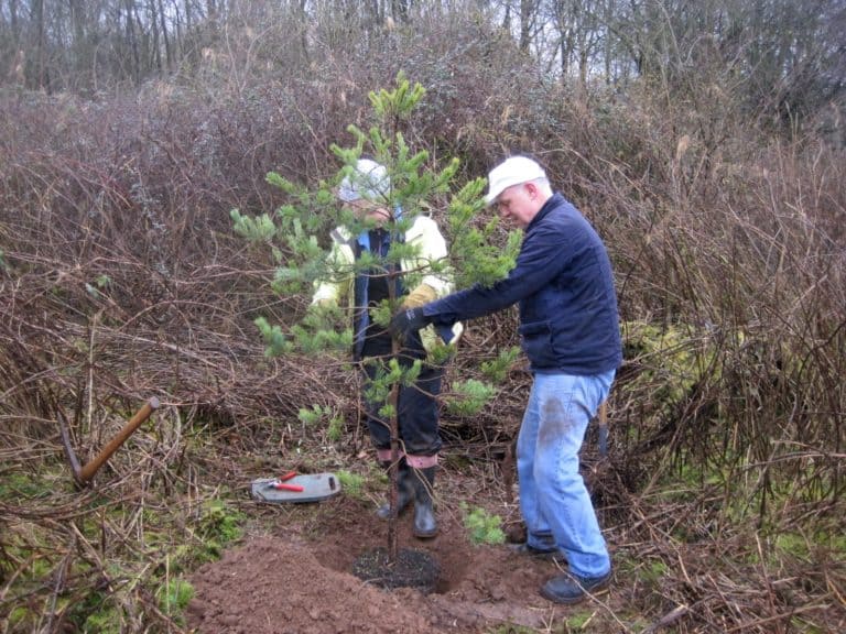 Tree planting at Orielton