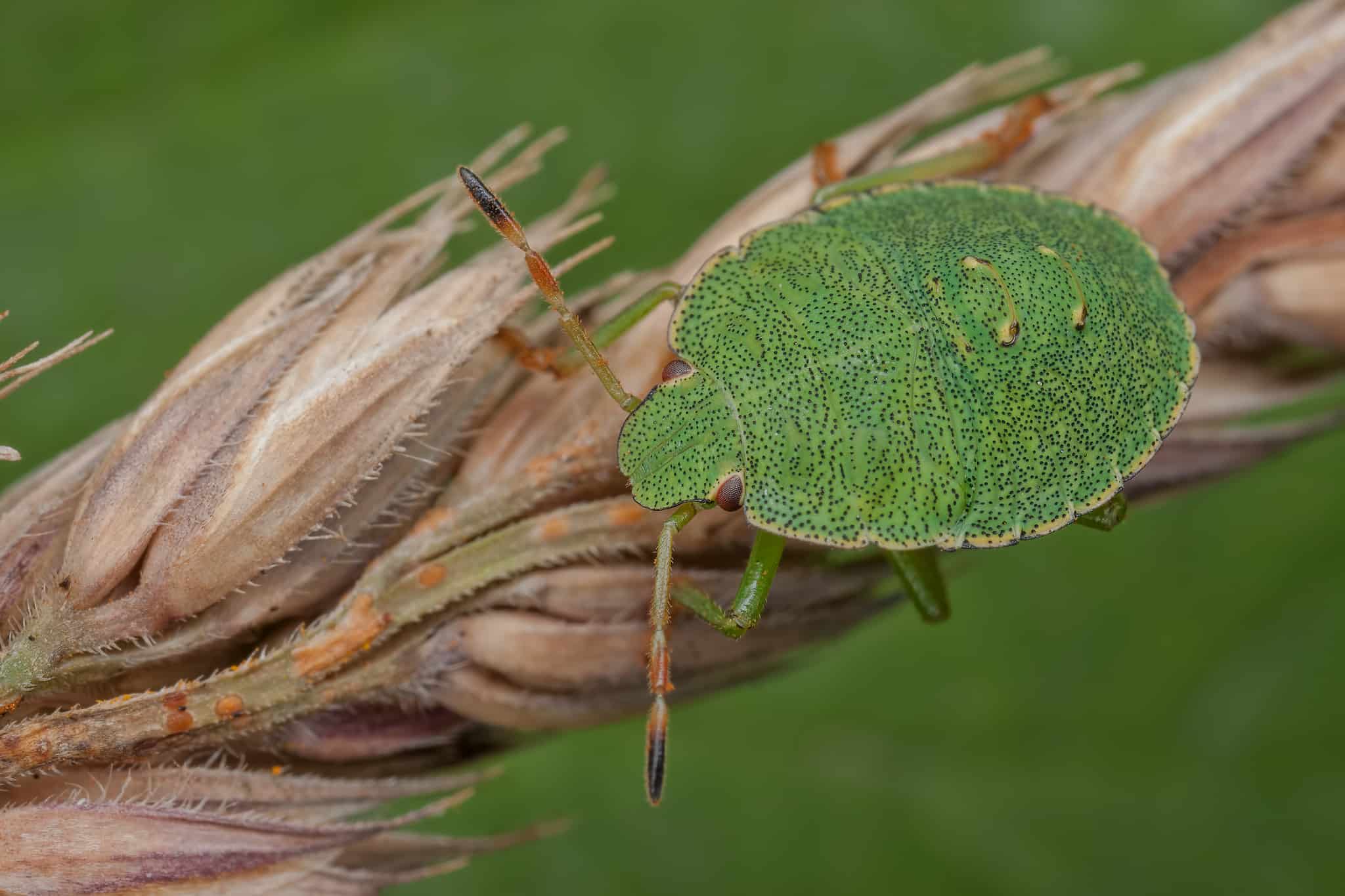 Shieldbug nymph on grass