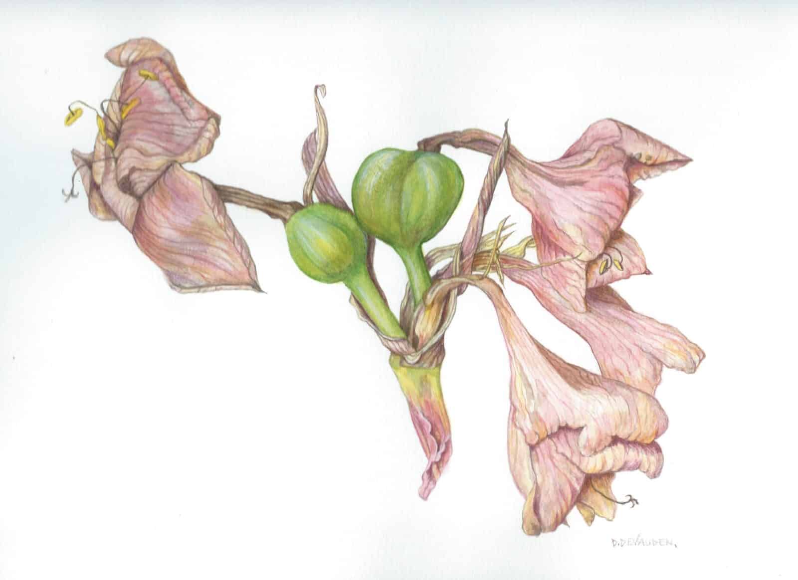 Drawing of an Amarylis Seedhead by Debbie Devauden