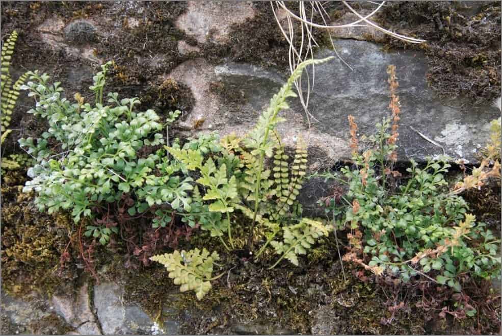Spleenworts growing on a wall (Asplenium sp.)