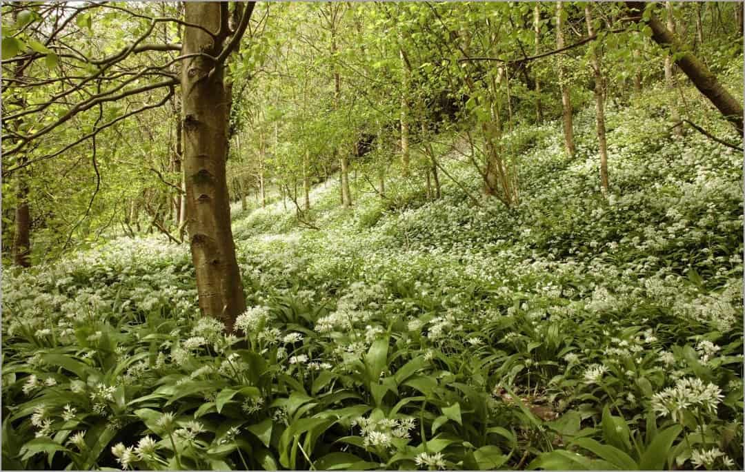 Beechfield Dingle in spring with Ramsons (Allium ursinum)