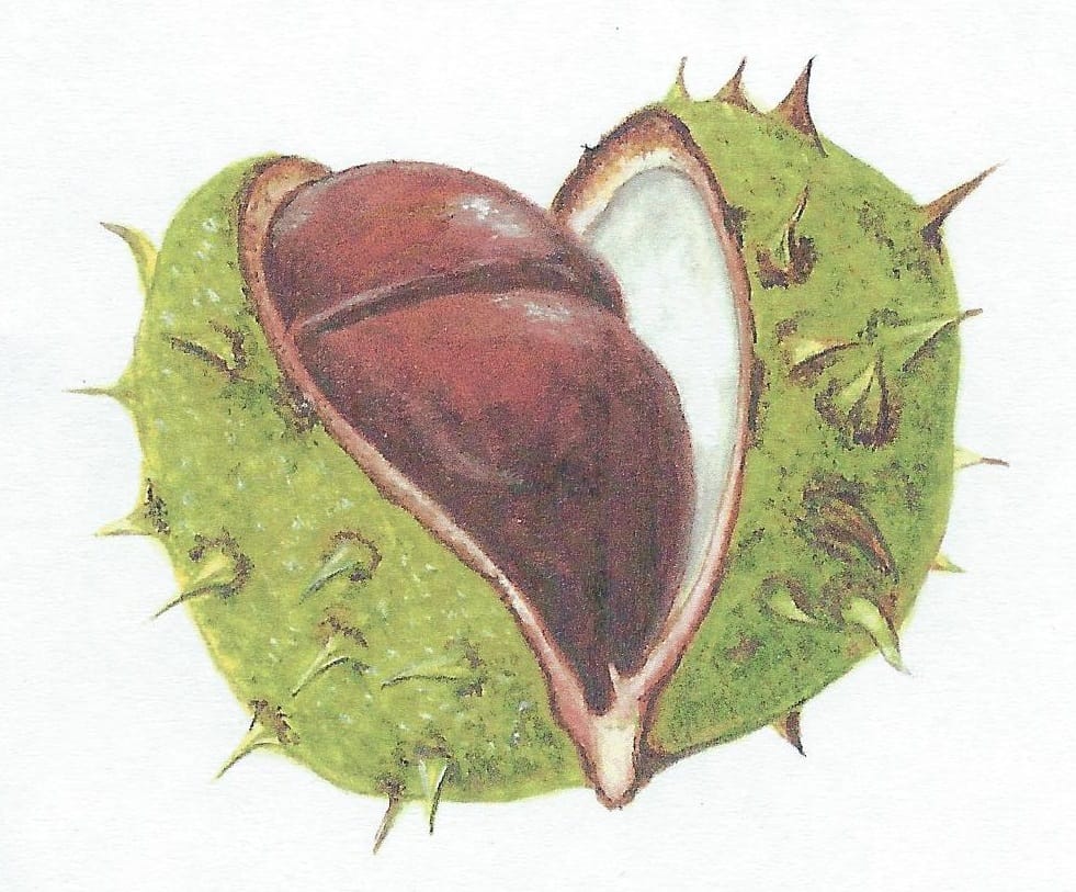 Drawing of a conker by Debbie Devauden