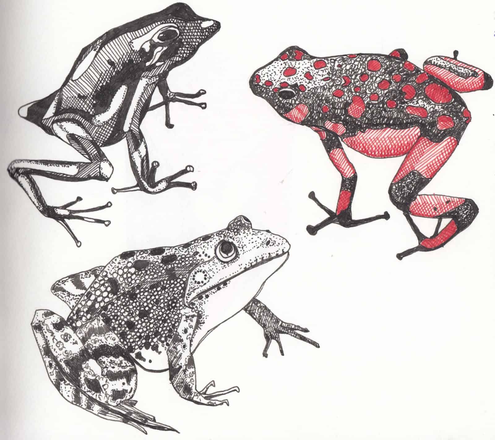 Drawing of frogs by Debora Cane