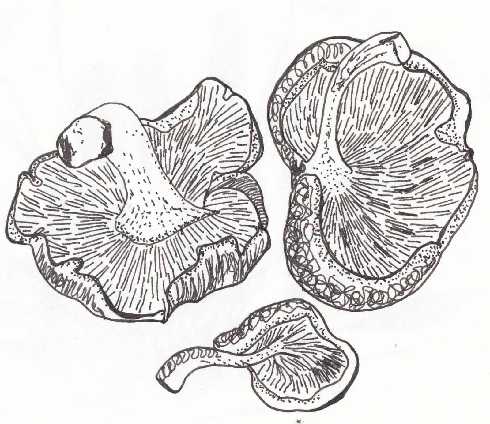 Drawing of mushrooms by Debora Cane