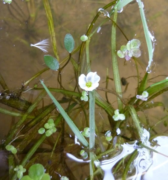Floating water-plantain (Luronium natans)