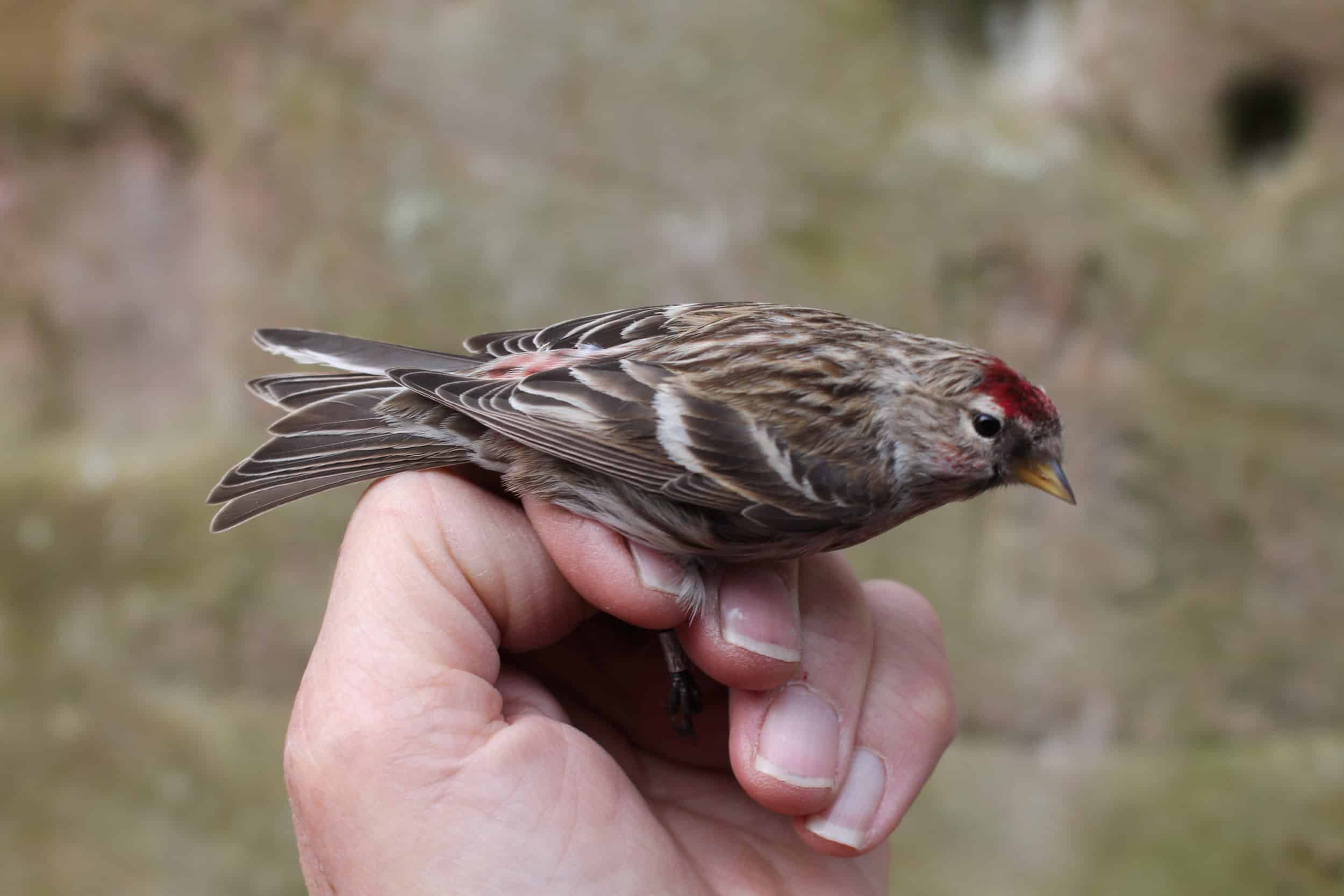 A hand holding a bird taken by Gerry Thomas