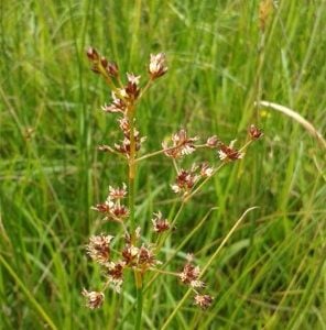 Sharp-flowered Rush (Juncus acutiflorus)