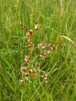 Sharp-flowered Rush (Juncus acutiflorus)