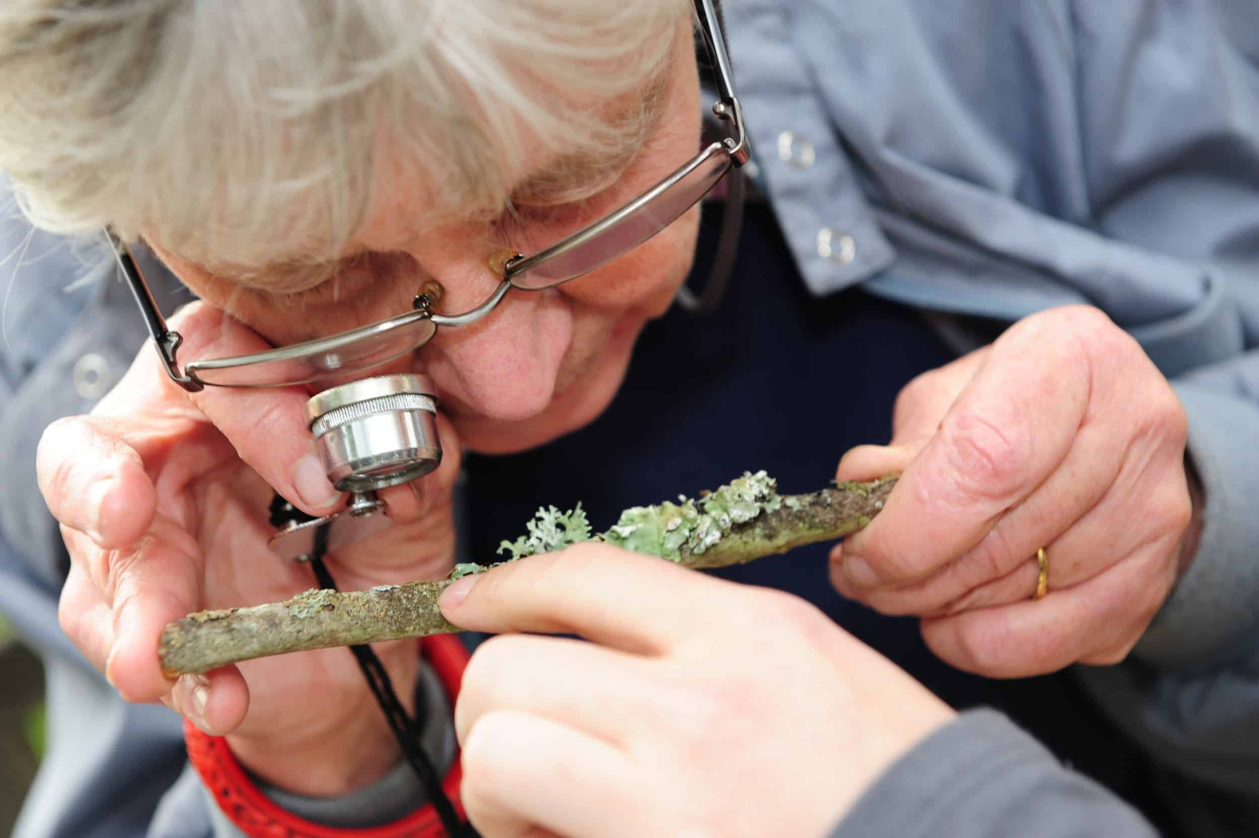 Tutor Pat Wolseley looking at Lichen