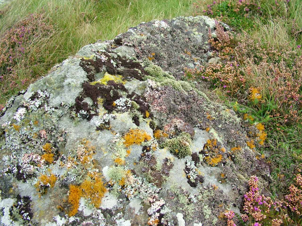 Lichen rock atoll taken by Tracey Lovering