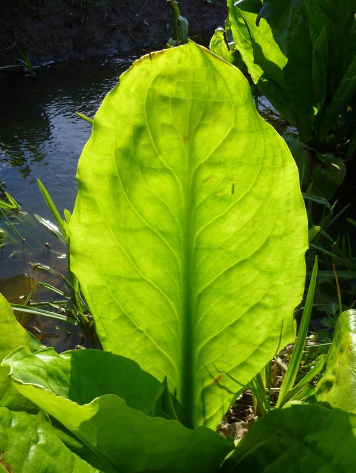 Skunk Cabbage Leaf (Lysichiton americanus)