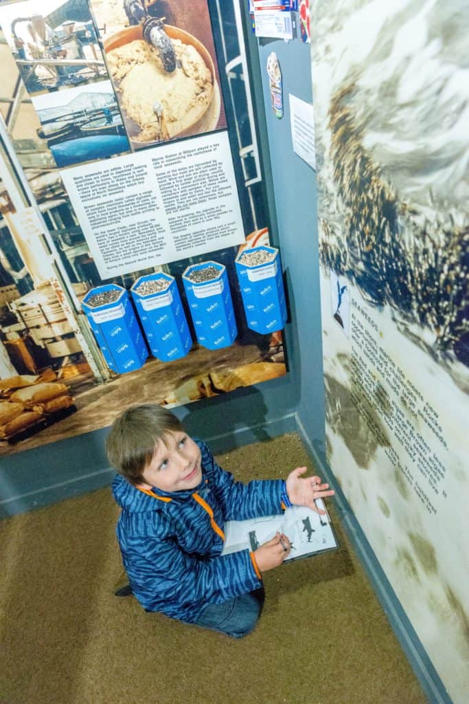 A boy at the FSC Millport museum