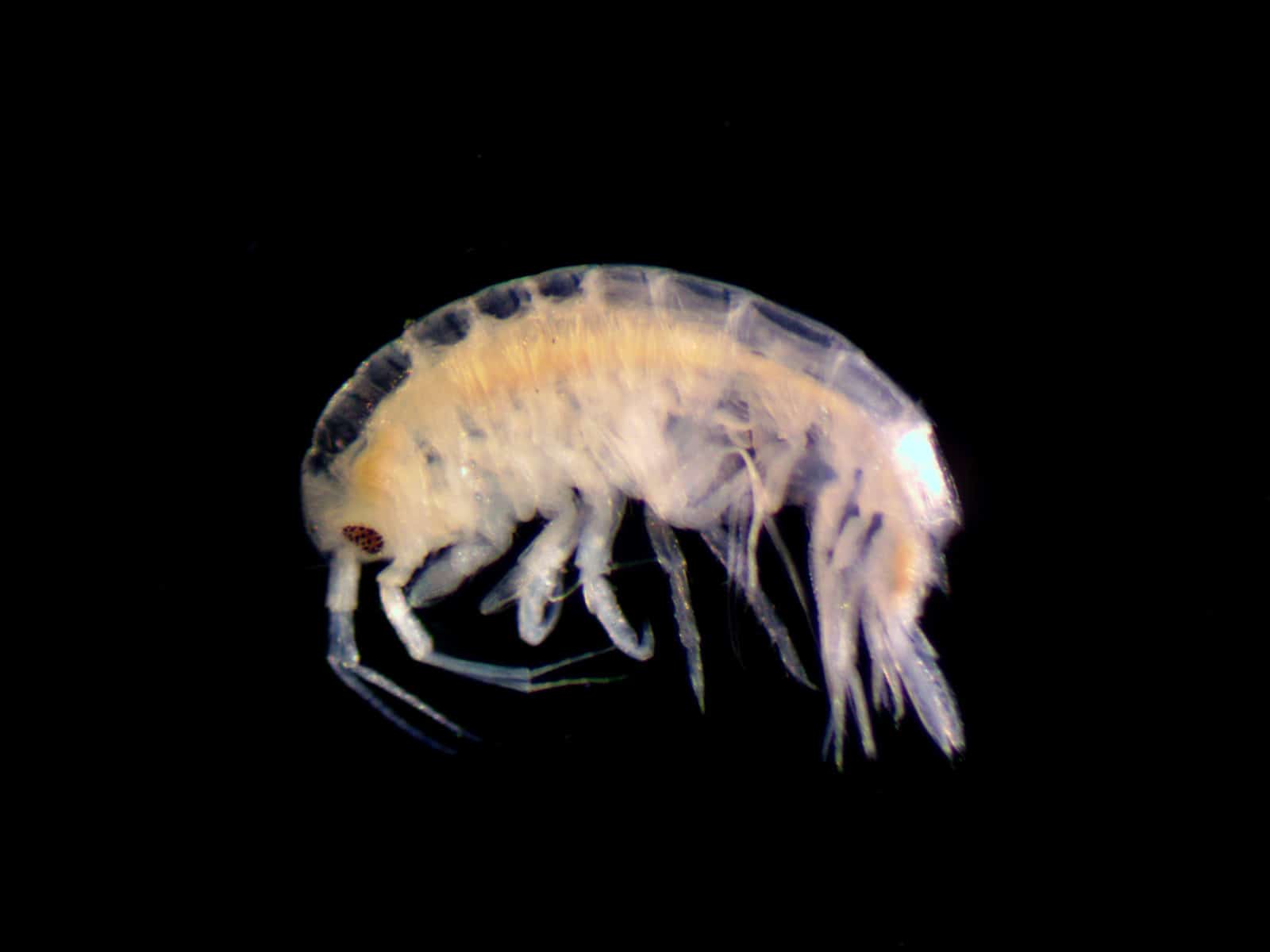 Nototropis falcatus