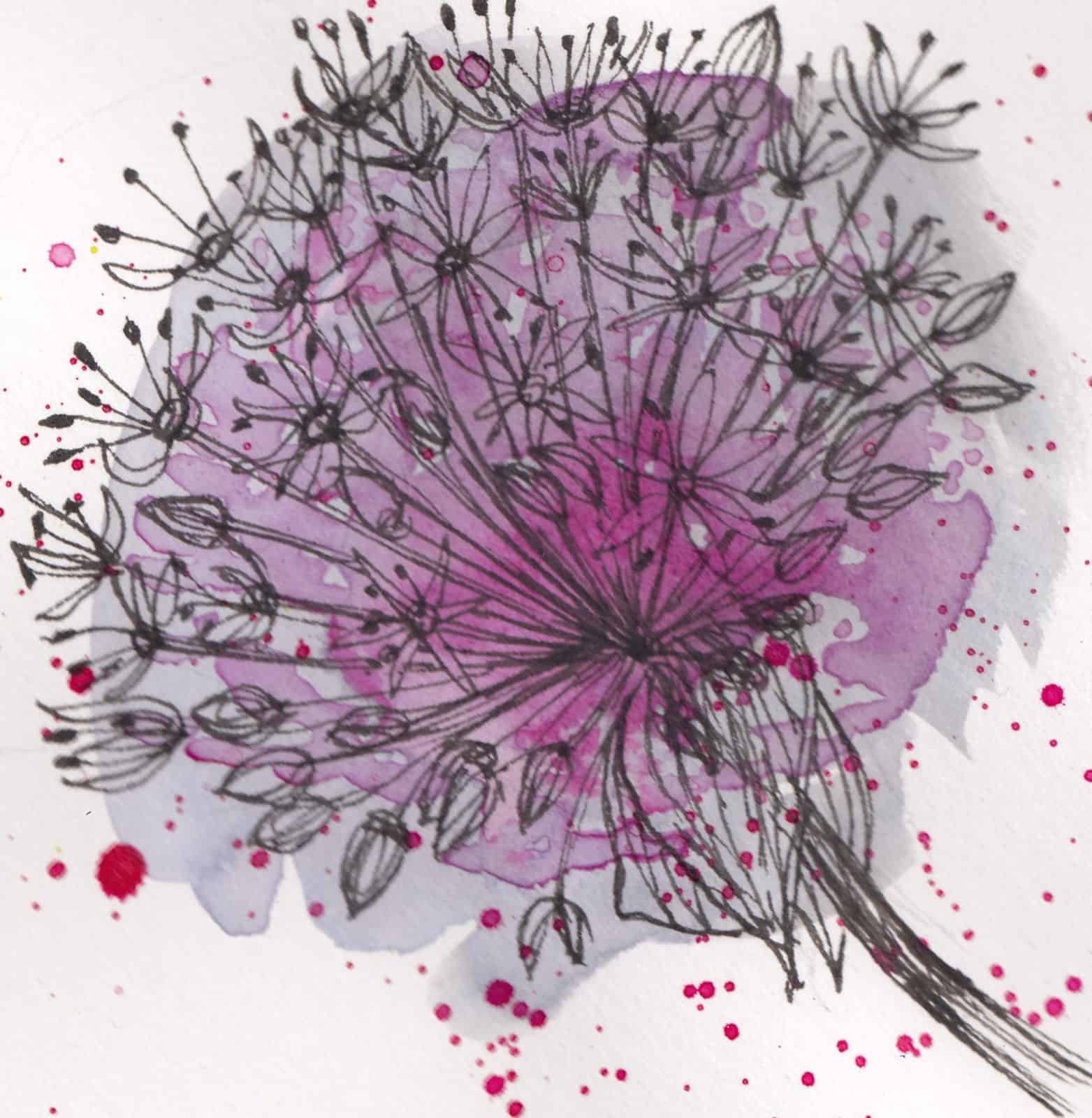 Drawing of an alium by Debora Cane