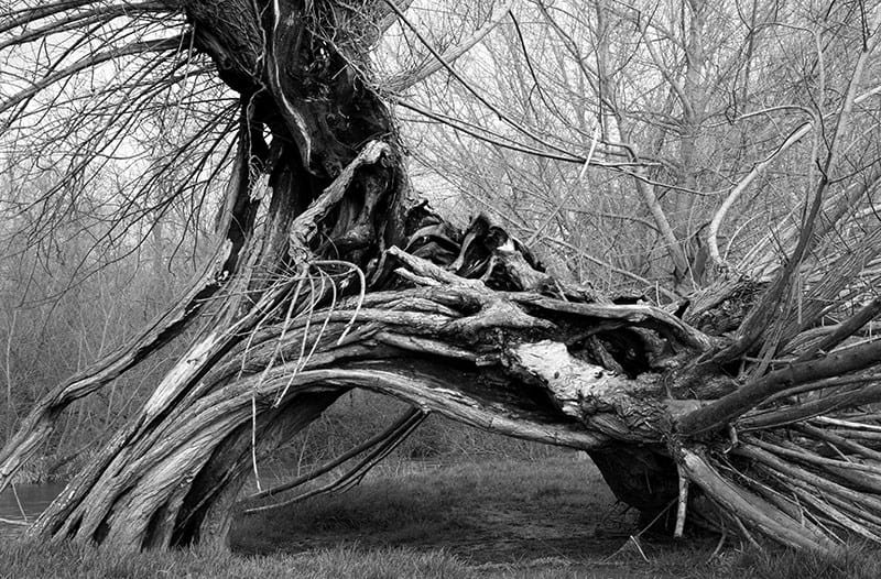 A fallen willow. © Julia Andrew