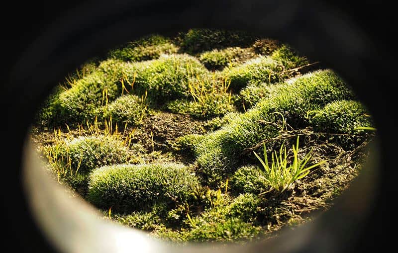 A glimpse of moss and a tuft of grass. © Pamela Crawford