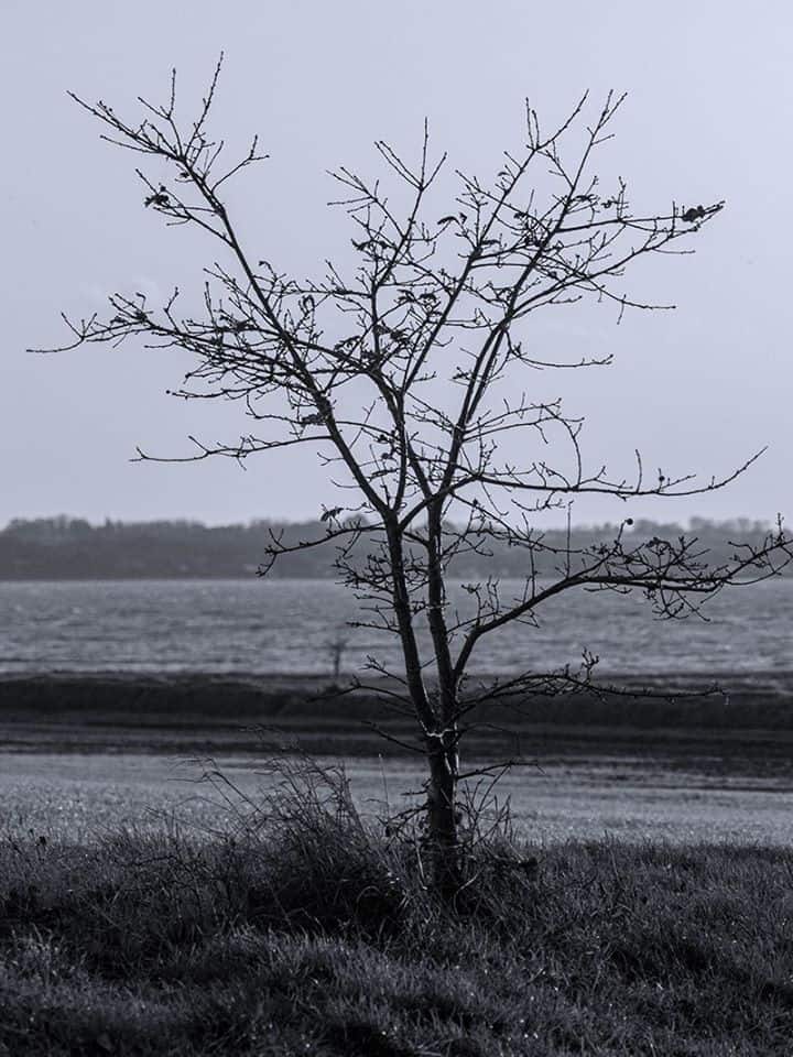 A solitary tree © Peter Derby